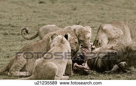 Stock Photo - Family group of lions around a wildebeest carcass, close up, monochrome, eating, Masai Mara, Kenya, East Africa. Fotosearch