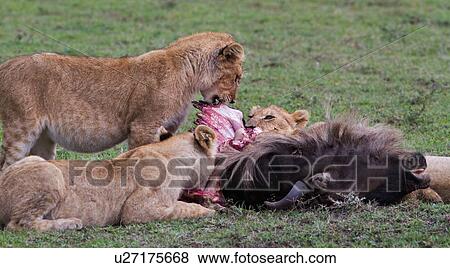 Family group of lions around a wildebeest carcass, eating, Masai Mara, Kenya, East Africa View Large Photo Image Stock Photo - Family group of lions around a wildebeest carcass, eating, Masai Mara, Kenya, East Africa. Fotosearch