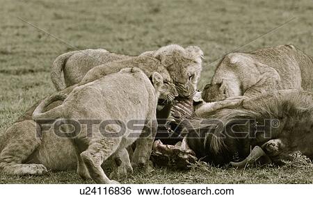 Family group of lions around a wildebeest carcass, close up, monochrome, eating, Masai Mara, Kenya, East Africa View Large Photo Image Stock Photograph - Family group of lions around a wildebeest carcass, close up, monochrome, eating, Masai Mara, Kenya, East Africa. Fotosearch