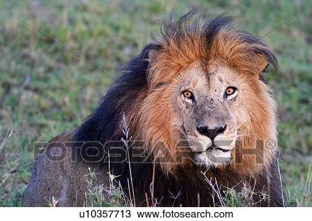 Frontal view of magnificent adult male lion with black mane, in golden evening light, Masai Mara, Kenya, East Africa View Large Photo Image Stock Image - Frontal view of magnificent adult male lion with black mane, in golden evening light, Masai Mara, Kenya, East Africa. Fotosearch