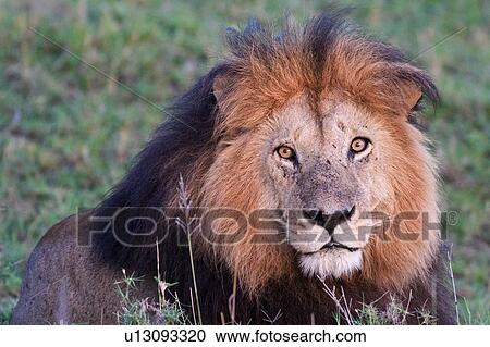 Stock Image - Frontal view of magnificent adult male lion with black mane, in golden evening light, Masai Mara, Kenya, East Africa. Fotosearch