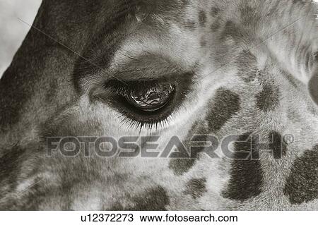 Stock Image - Giraffe eye: close up detail in monochrome, Kenya, East Africa. Fotosearch