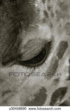 Giraffe Eye Close Up Detail In Monochrome Kenya East Africa