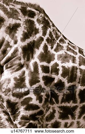 Giraffe pelt: neck and body detail of fur pattern, monochrome, Masai Mara, Kenya, East Africa View Large Photo Image Stock Image - Giraffe pelt: neck and body detail of fur pattern, monochrome, Masai Mara, Kenya, East Africa. Fotosearch
