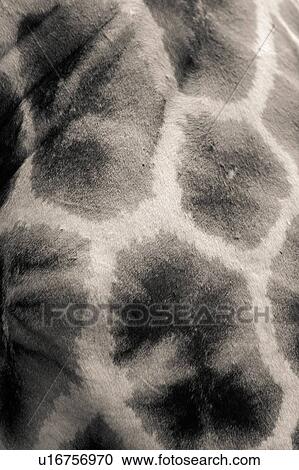 Stock Image - Giraffe pelt: neck and body detail of fur pattern, monochrome, Kenya, East Africa. Fotosearch