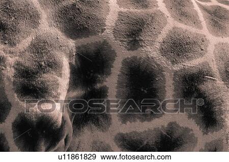 Giraffe pelt: neck and body detail of fur pattern, monochrome, Kenya, East Africa View Large Photo Image Stock Photo - Giraffe pelt: neck and body detail of fur pattern, monochrome, Kenya, East Africa. Fotosearch