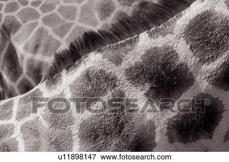 Giraffe pelt: neck and body detail of fur pattern of two giraffes, with mane creating diagonal line, monochrome, Kenya, East Africa View Large Photo Image Stock Photo - Giraffe pelt: neck and body detail of fur pattern of two giraffes, with mane creating diagonal line, monochrome, Kenya, East Africa. Fotosearch