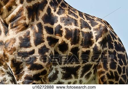 Stock Photo - Giraffe pelt: neck and body detail of fur pattern, Masai Mara, Kenya, East Africa. Fotosearch