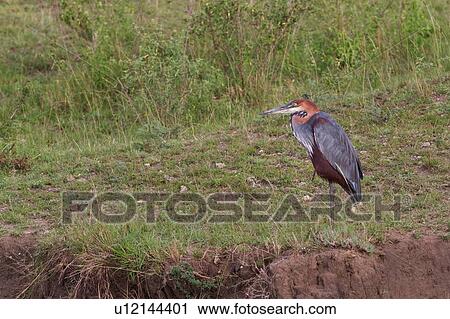 Goliath Heron, side view, crouching in grass, beside river bank, Masai Mara, Kenya, East Africa View Large Photo Image Stock Image - Goliath Heron, side view, crouching in grass, beside river bank, Masai Mara, Kenya, East Africa. Fotosearch