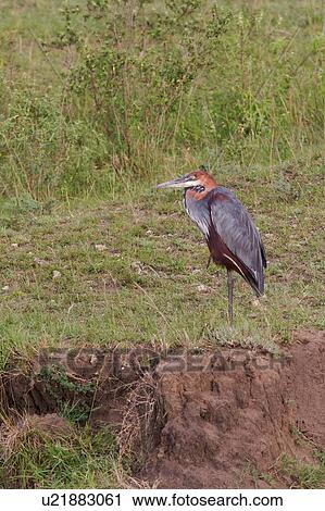 Goliath Heron, side view, crouching in grass, beside river bank, Masai Mara, Kenya, East Africa View Large Photo Image Stock Image - Goliath Heron, side view, crouching in grass, beside river bank, Masai Mara, Kenya, East Africa. Fotosearch
