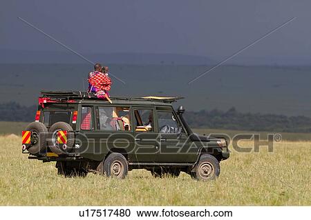 Green safari jeep parked diagonally on Mara plain with Masai spotter wearing red shuka, sitting on roof, looking through binoculars to stormy distance, with afternoon sunlight on green grass, Masai Mara, Kenya, East Africa View Large Photo Image Stock Image - Green safari jeep parked diagonally on Mara plain with Masai spotter wearing red shuka, sitting on roof, looking through binoculars to stormy distance, with afternoon sunlight on green grass, Masai Mara, Kenya, East Africa. Fotosearch