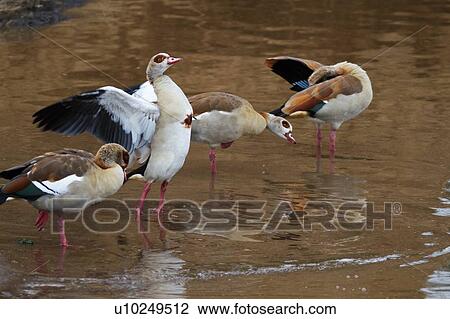 Group of Egyptian geese at river's edge, preening and demonstrating plumage, with reflections, Masai Mara, Kenya, East Africa View Large Photo Image Stock Image - Group of Egyptian geese at river's edge, preening and demonstrating plumage, with reflections, Masai Mara, Kenya, East Africa. Fotosearch