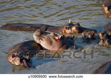 Stock Image - Group of hippos swimming in river in early morning light, close up, seen from above, Masai Mara, Kenya, East Africa. Fotosearch