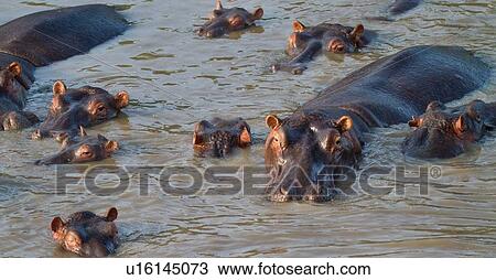 Group of hippos swimming in river in early morning light, close up, seen from above, Masai Mara, Kenya, East Africa View Large Photo Image Stock Image - Group of hippos swimming in river in early morning light, close up, seen from above, Masai Mara, Kenya, East Africa. Fotosearch