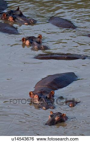 Group of hippos swimming in river in early morning light, close up, seen from above, Masai Mara, Kenya, East Africa View Large Photo Image Stock Photograph - Group of hippos swimming in river in early morning light, close up, seen from above, Masai Mara, Kenya, East Africa. Fotosearch