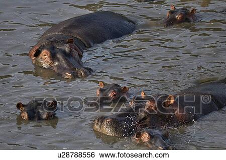 Stock Photograph - Group of hippos swimming in river in early morning light, close up, seen from above, Masai Mara, Kenya, East Africa. Fotosearch