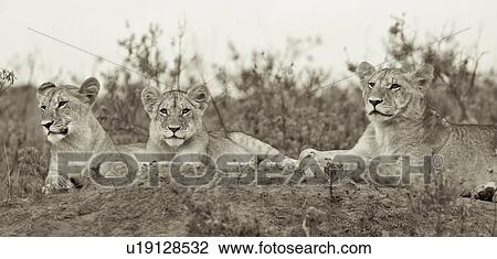 Group of three young lions lying on knoll, monochrome frontal close up detail, Masai Mara, Kenya, East Africa View Large Photo Image Stock Image - Group of three young lions lying on knoll, monochrome frontal close up detail, Masai Mara, Kenya, East Africa. Fotosearch