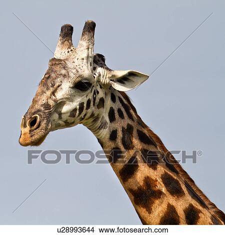 Head and neck detail of adult giraffe, side view with face forward, Masai Mara, Kenya, East Africa View Large Photo Image Picture - Head and neck detail of adult giraffe, side view with face forward, Masai Mara, Kenya, East Africa. Fotosearch