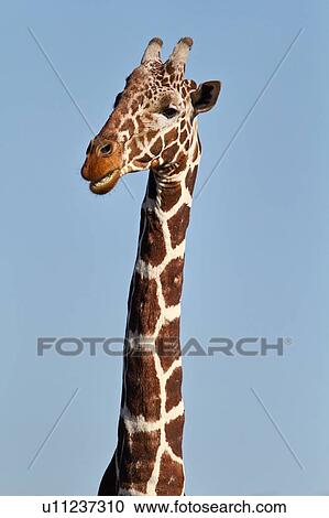 Stock Image - Head and neck detail of adult giraffe with face turned to left, Lewa Downs, Kenya, East Africa. Fotosearch