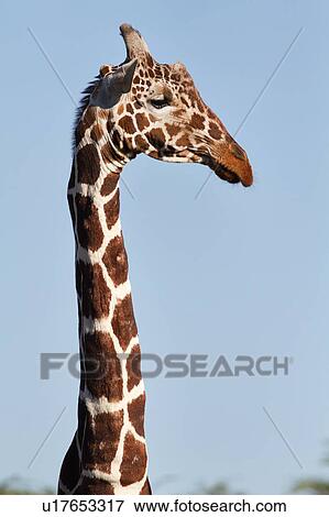 Head and neck detail of adult giraffe with face turned to right, Lewa Downs, Kenya, East Africa View Large Photo Image Stock Photo - Head and neck detail of adult giraffe with face turned to right, Lewa Downs, Kenya, East Africa. Fotosearch