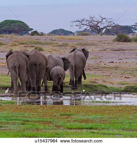 Herd of elephant leaving swamp after wading, with wellington boot effect of water on legs, view of Amboseli and acacia trees beyond, Amboseli, Kenya, East Africa View Large Photo Image Picture - Herd of elephant leaving swamp after wading, with wellington boot effect of water on legs, view of Amboseli and acacia trees beyond, Amboseli, Kenya, East Africa. Fotosearch