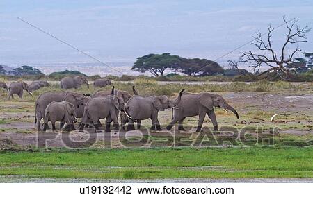 Stock Image - Herd of elephant leaving swamp after wading, with wellington boot effect of water on legs, trunks in air, panorama of Amboseli and acacia trees beyond, Amboseli, Kenya, East Africa. Fotosearch