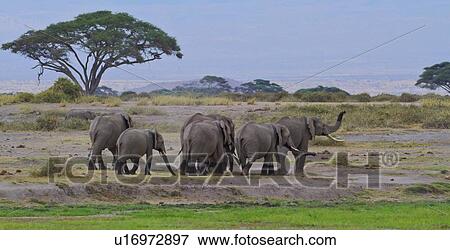 Stock Photo - Herd of elephant leaving swamp after wading, with wellington boot effect of water on legs, panorama of Amboseli and acacia trees beyond, Amboseli, Kenya, East Africa. Fotosearch