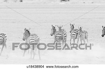 High key panorama of herd of zebra running from viewer on lake bed of Amboseli in dust, Amboseli, Kenya, East Africa. View Large Photo Image Picture - High key panorama of herd of zebra running from viewer on lake bed of Amboseli in dust, Amboseli, Kenya, East Africa.. Fotosearch