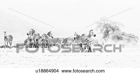 Picture - High key panorama of herd of zebra standing on lake bed of Amboseli in dust, with outline of tree on right, Amboseli, Kenya, East Africa.. Fotosearch