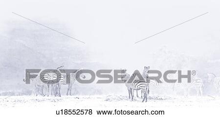 Stock Photo - High key panorama of herd of zebra standing on lake bed of Amboseli in dust, with outline of tree on right, hills on left, Amboseli, Kenya, East Africa.. Fotosearch
