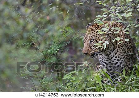 Large adult male leopard sitting in bushy undergrowth, close up view, Masai Mara, Kenya, East Africa View Large Photo Image Stock Image - Large adult male leopard sitting in bushy undergrowth, close up view, Masai Mara, Kenya, East Africa. Fotosearch