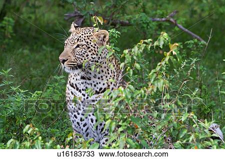 Large adult male leopard sitting in bushy undergrowth, close up view, Masai Mara, Kenya, East Africa View Large Photo Image Stock Image - Large adult male leopard sitting in bushy undergrowth, close up view, Masai Mara, Kenya, East Africa. Fotosearch