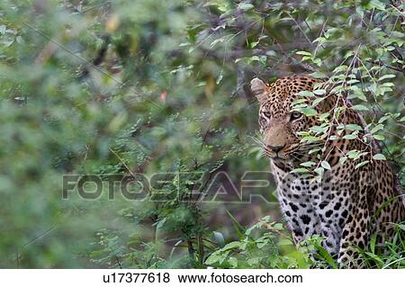 Stock Photo - Large adult male leopard sitting in bushy undergrowth, close up view, Masai Mara, Kenya, East Africa. Fotosearch
