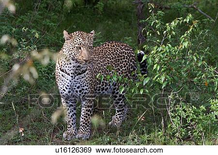 Stock Photo - Large adult male leopard standing in bushy undergrowth, close up view, Masai Mara, Kenya, East Africa. Fotosearch