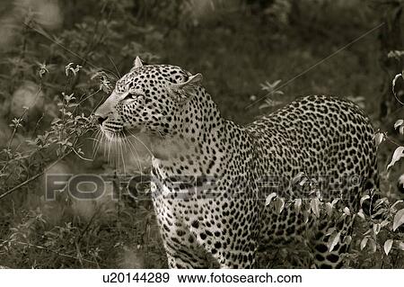 Stock Photo - Large adult male leopard standing in bushy undergrowth, monochrome close up view, Masai Mara, Kenya, East Africa. Fotosearch