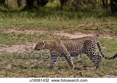 Stock Image - Large adult male leopard walking across grass with bushy undergrowth in background, close up view, Masai Mara, Kenya, East Africa. Fotosearch