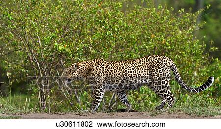 Large adult male leopard walking across grass with bushy undergrowth in background, close up view, Masai Mara, Kenya, East Africa View Large Photo Image Stock Image - Large adult male leopard walking across grass with bushy undergrowth in background, close up view, Masai Mara, Kenya, East Africa. Fotosearch