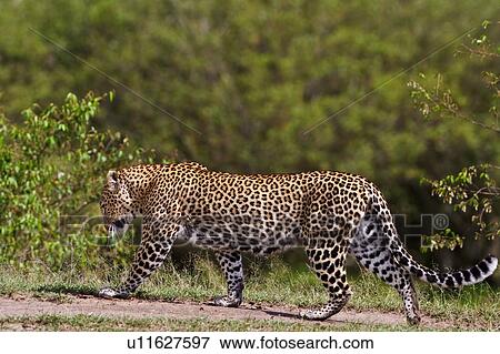 Large adult male leopard walking across grass with bushy undergrowth in background, close up view, Masai Mara, Kenya, East Africa View Large Photo Image Stock Photo - Large adult male leopard walking across grass with bushy undergrowth in background, close up view, Masai Mara, Kenya, East Africa. Fotosearch