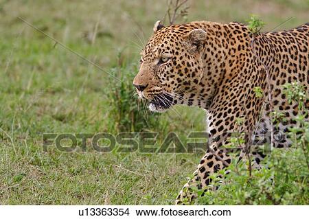 Large adult male leopard walking diagonally across grass, detail close up view, Masai Mara, Kenya, East Africa View Large Photo Image Picture - Large adult male leopard walking diagonally across grass, detail close up view, Masai Mara, Kenya, East Africa. Fotosearch
