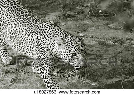 Stock Image - Large adult male leopard walking diagonally across grass in bushy undergrowth, monochrome close up detail view, Masai Mara, Kenya, East Africa. Fotosearch