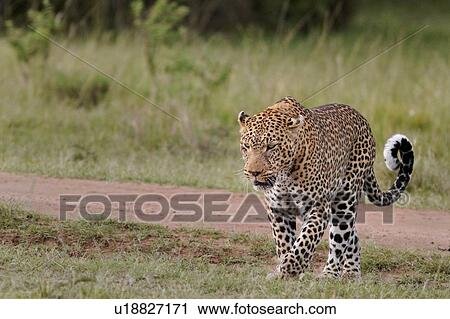Stock Image - Large adult male leopard walking diagonally across grass and track, close up view, Masai Mara, Kenya, East Africa. Fotosearch