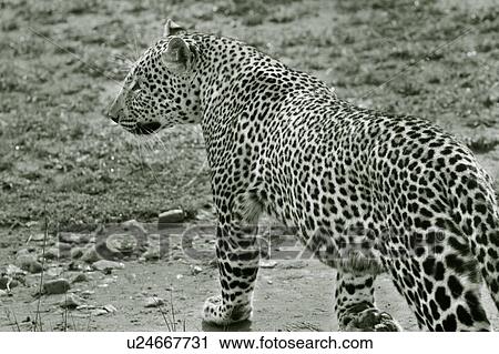 Large adult male leopard walking diagonally across grass, monochrome close up detail view, Masai Mara, Kenya, East Africa View Large Photo Image Stock Image - Large adult male leopard walking diagonally across grass, monochrome close up detail view, Masai Mara, Kenya, East Africa. Fotosearch