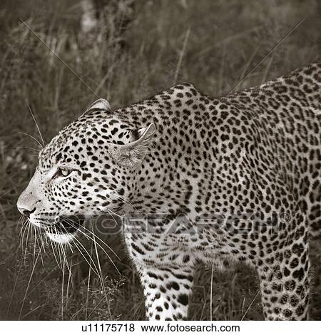 Stock Photo - Large adult male leopard walking diagonally across grass in bushy undergrowth, monochrome close up detail view, Masai Mara, Kenya, East Africa. Fotosearch