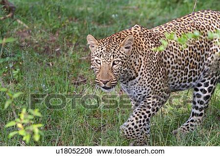 Stock Photo - Large adult male leopard walking diagonally across grass in bushy undergrowth, close up detail view, Masai Mara, Kenya, East Africa. Fotosearch