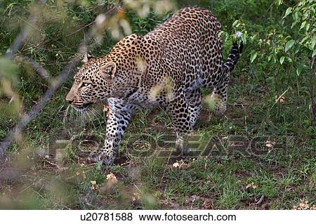 Stock Photo - Large adult male leopard walking diagonally across grass in bushy undergrowth, close up view, Masai Mara, Kenya, East Africa. Fotosearch