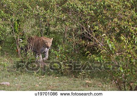 Stock Photograph - Large adult male leopard walking diagonally across grass in bushy undergrowth, close up view, Masai Mara, Kenya, East Africa. Fotosearch