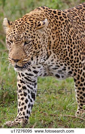 Stock Photography - Large adult male leopard walking diagonally across grass, detail close up view, Masai Mara, Kenya, East Africa. Fotosearch