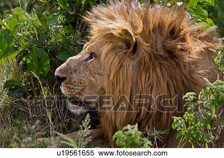 Large adult male lion lying near bushy undergrowth, side view detail, Masai Mara, Kenya, East Africa View Large Photo Image Stock Photography - Large adult male lion lying near bushy undergrowth, side view detail, Masai Mara, Kenya, East Africa. Fotosearch