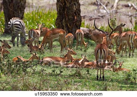 Stock Image - Large herd of impala with male guarding, standing and lying in swamp/woodland area, with solitary Burchell zebra, Lewa Downs, Kenya, East Africa. Fotosearch