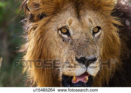 Picture - Magnificent adult lion close up front -side view detail of face, Masai Mara, Kenya, East Africa. Fotosearch